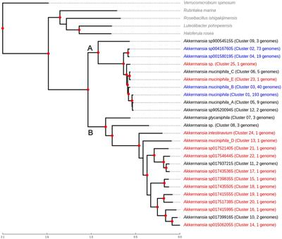 Insights into early evolutionary adaptations of the Akkermansia genus to the vertebrate gut